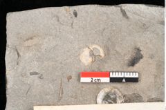 Foto (Detailansicht) von Cassia phaseolites Unger (NHMW-GEO-2024-0188-8045)